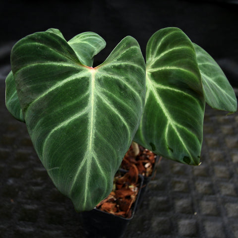 Philodendron verrucosum Choco with large glossy dark green leaves showing pale venation