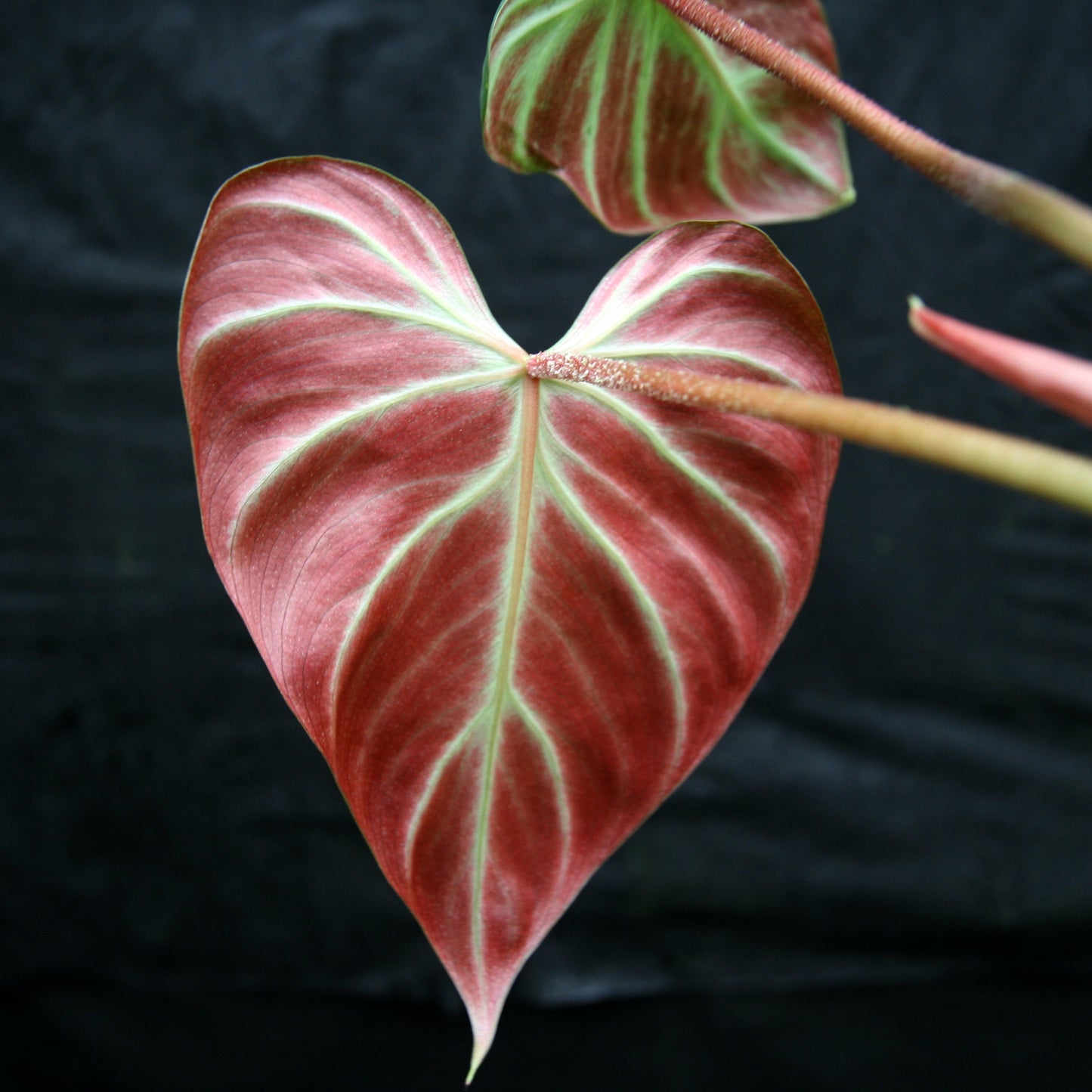 philodendron el choco red climber or crawler Philodendron verrucosum "Choco" – Carnivero