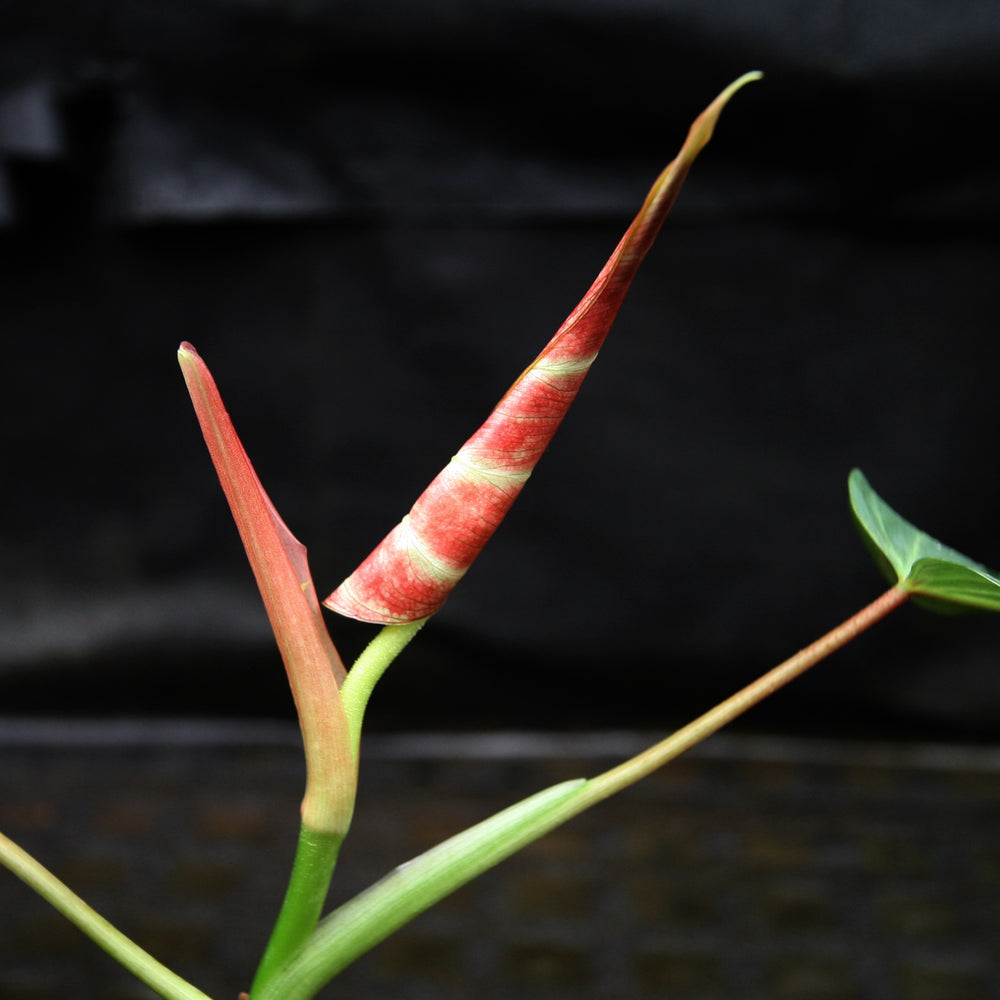 
                      
                        Philodendron verrucosum "Choco"
                      
                    