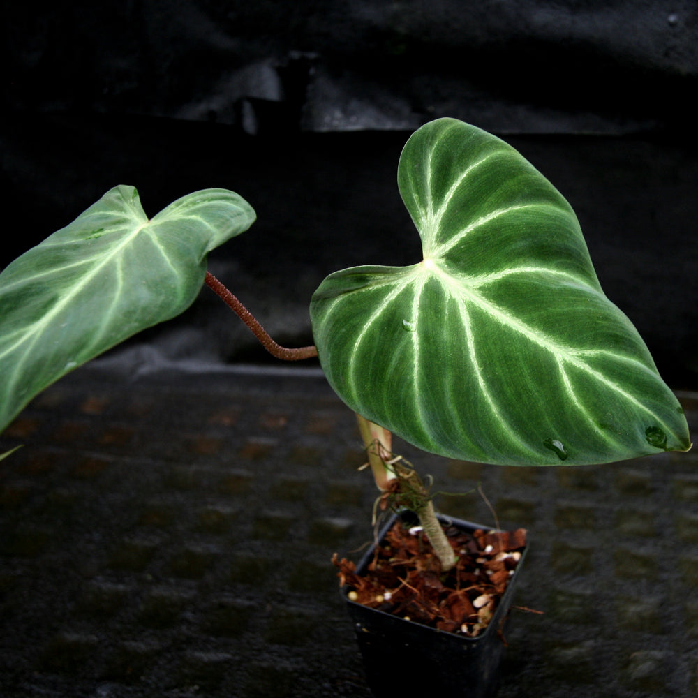
                      
                        Philodendron verrucosum "Choco"
                      
                    