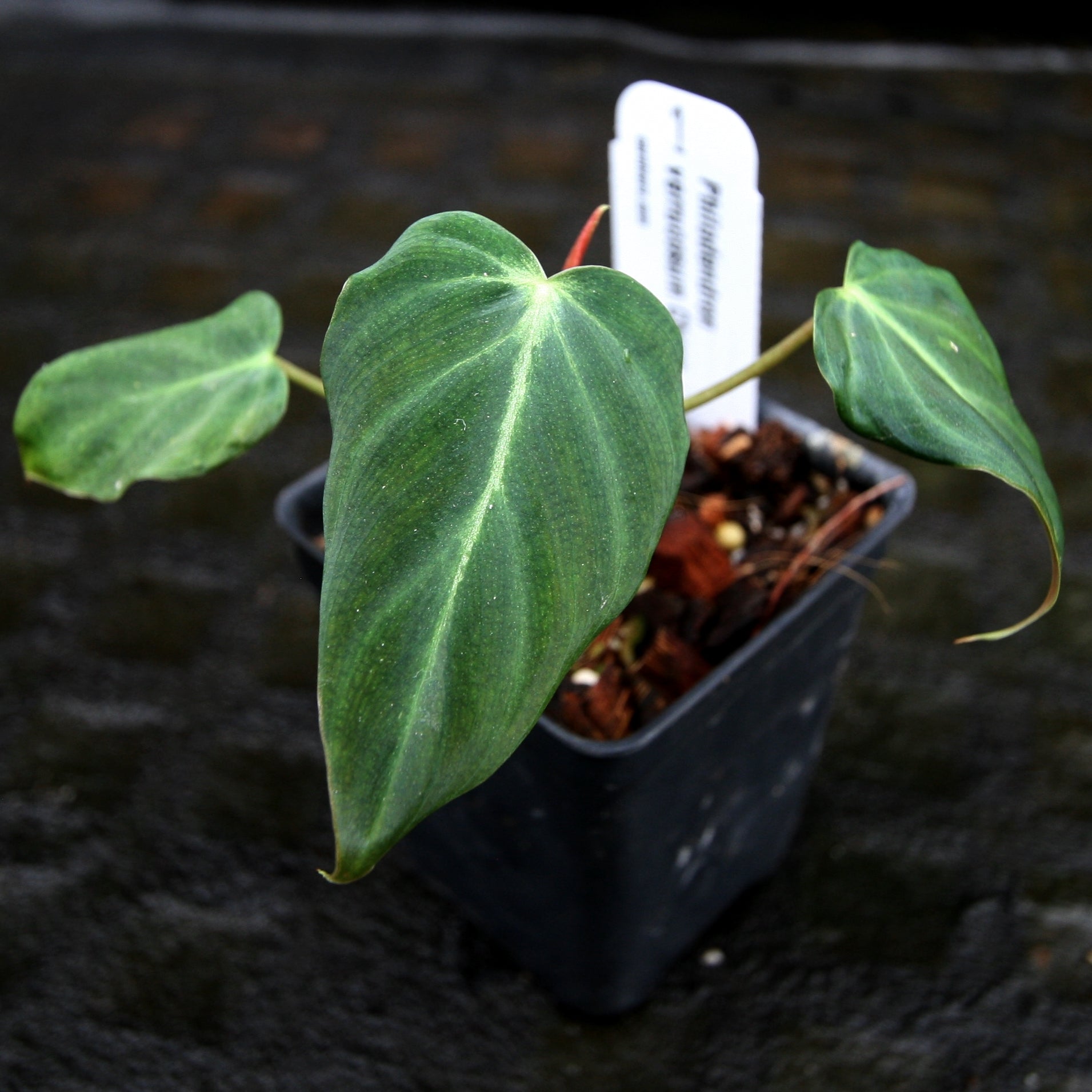 Philodendron verrucosum 