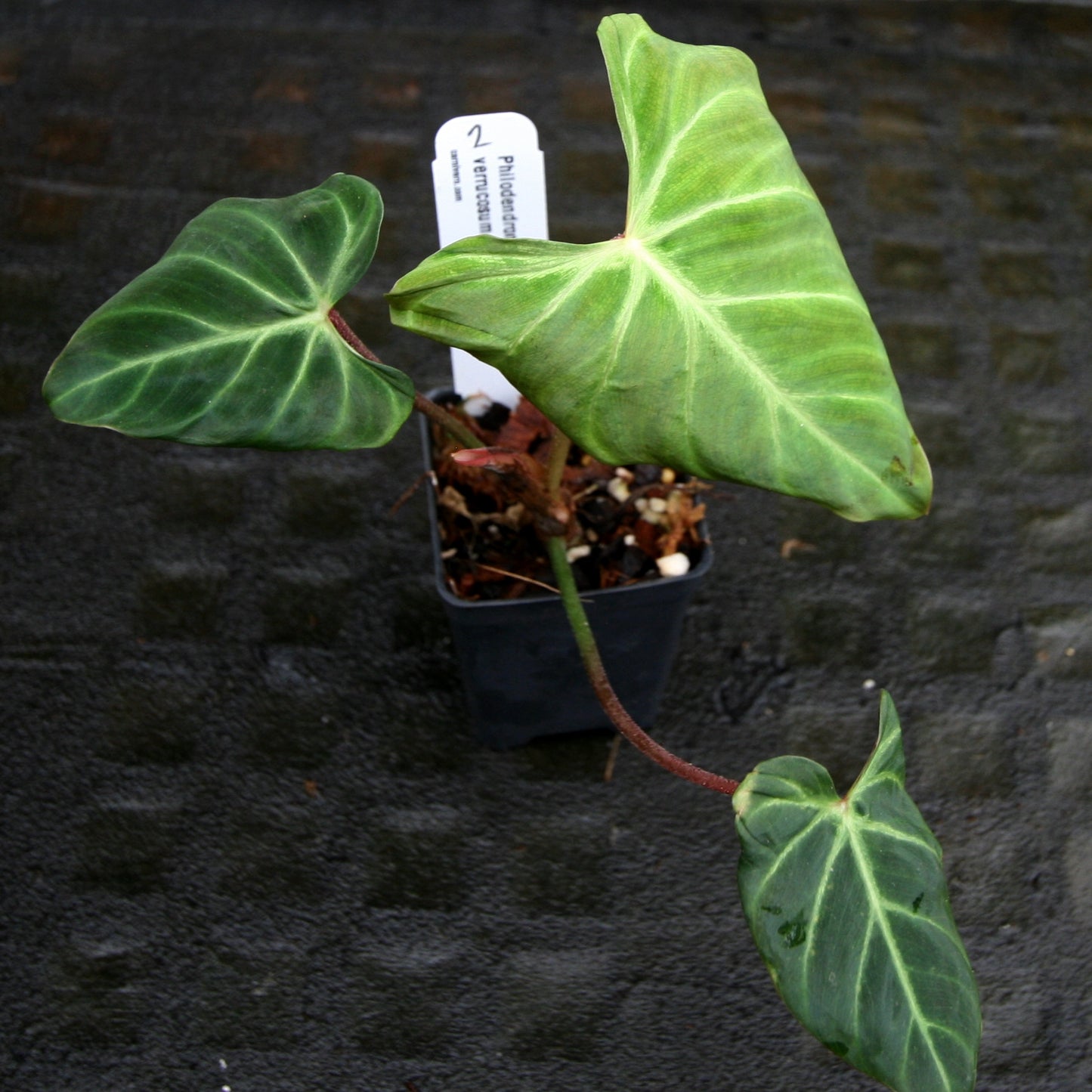 philodendron verrucosum bosco Philodendron verrucosum "Choco" – Carnivero