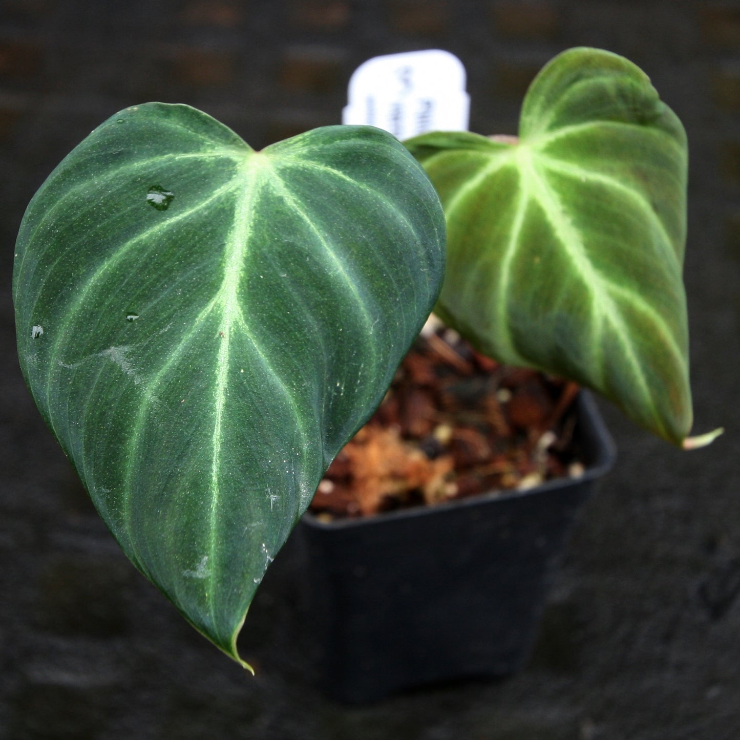 philodendron verrucosum el choco red Philodendron verrucosum "Choco" – Carnivero
