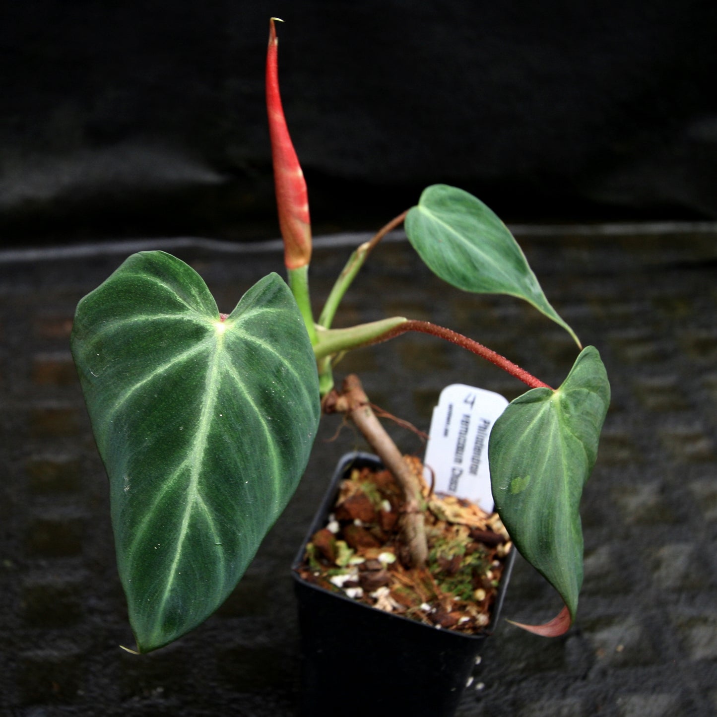philodendron panama Philodendron verrucosum "Choco" – Carnivero