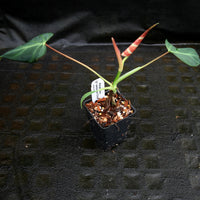 Philodendron verrucosum "Choco"