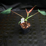 Philodendron verrucosum "Choco"