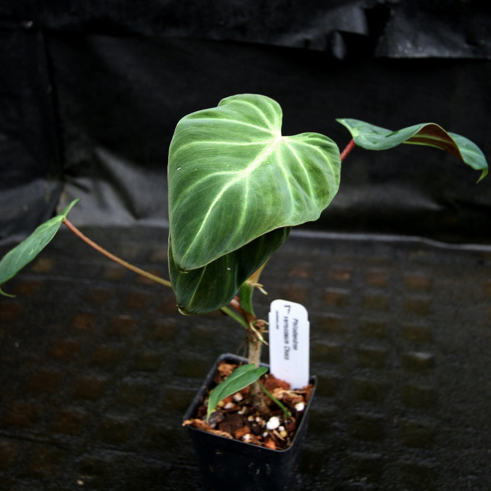 
                      
                        Philodendron verrucosum "Choco"
                      
                    