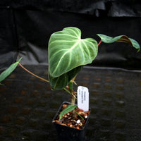 Philodendron verrucosum "Choco"