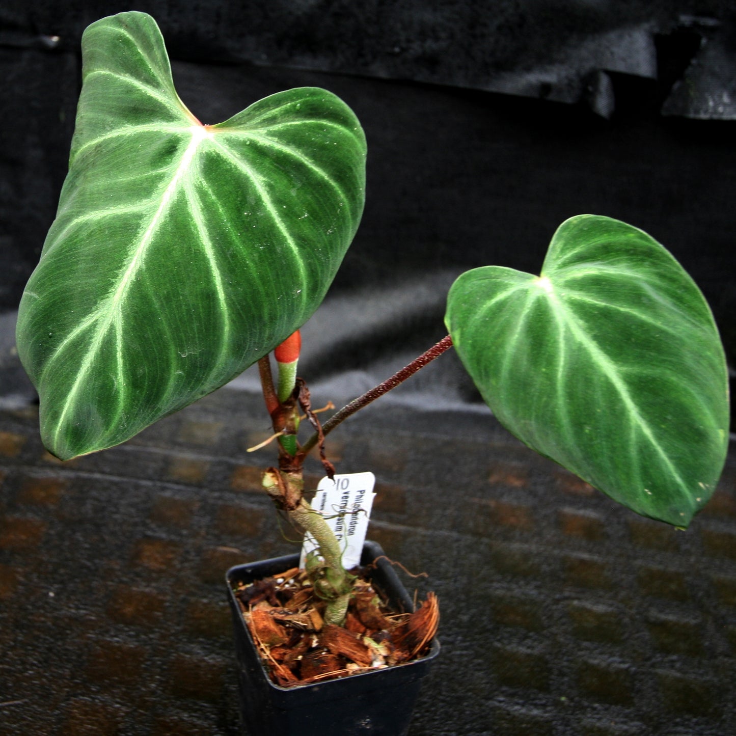 philodendron verrucosum seeds Philodendron verrucosum "Choco" – Carnivero