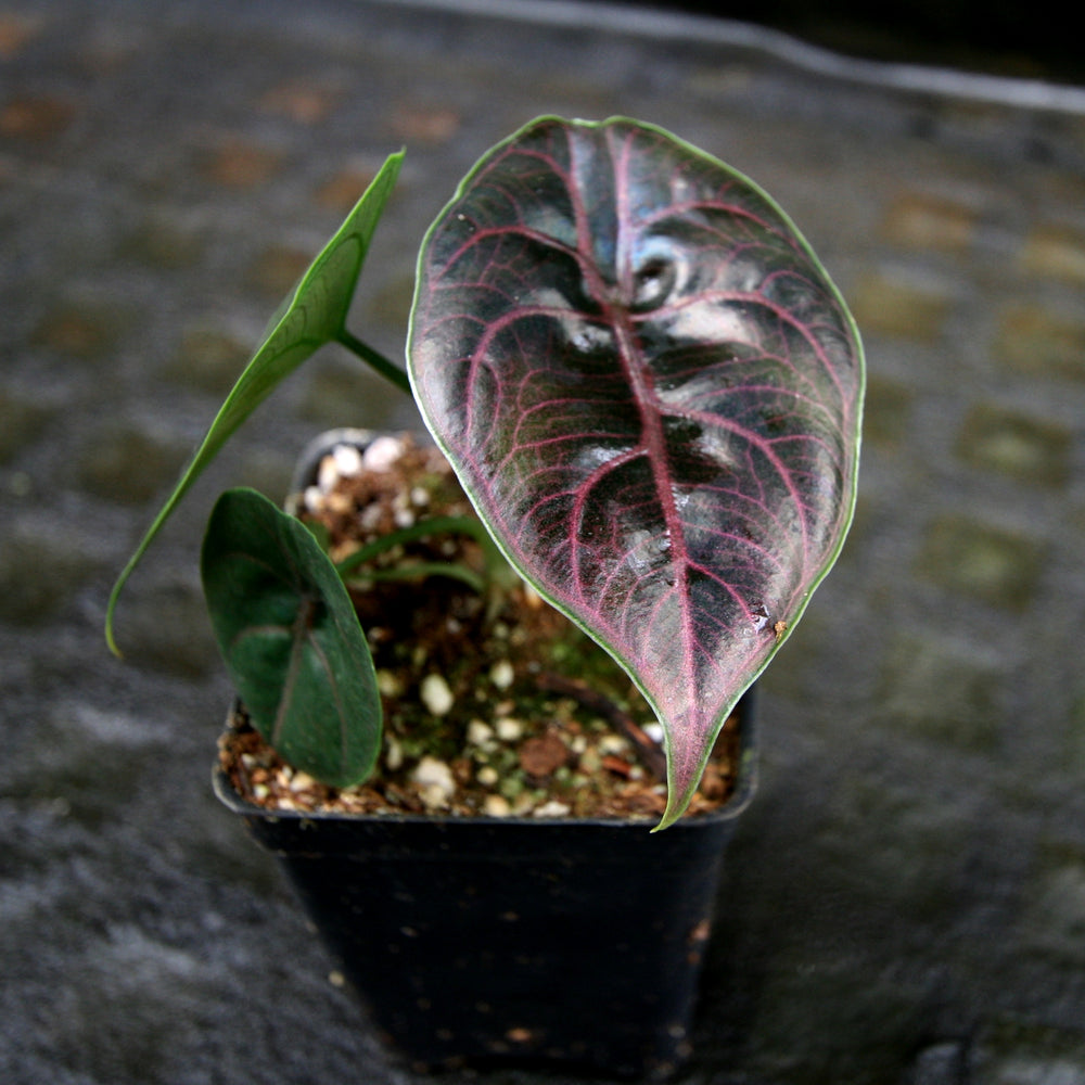 
                      
                        Alocasia azlanii, Jewel Alocasia
                      
                    