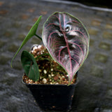 Alocasia azlanii, Jewel Alocasia