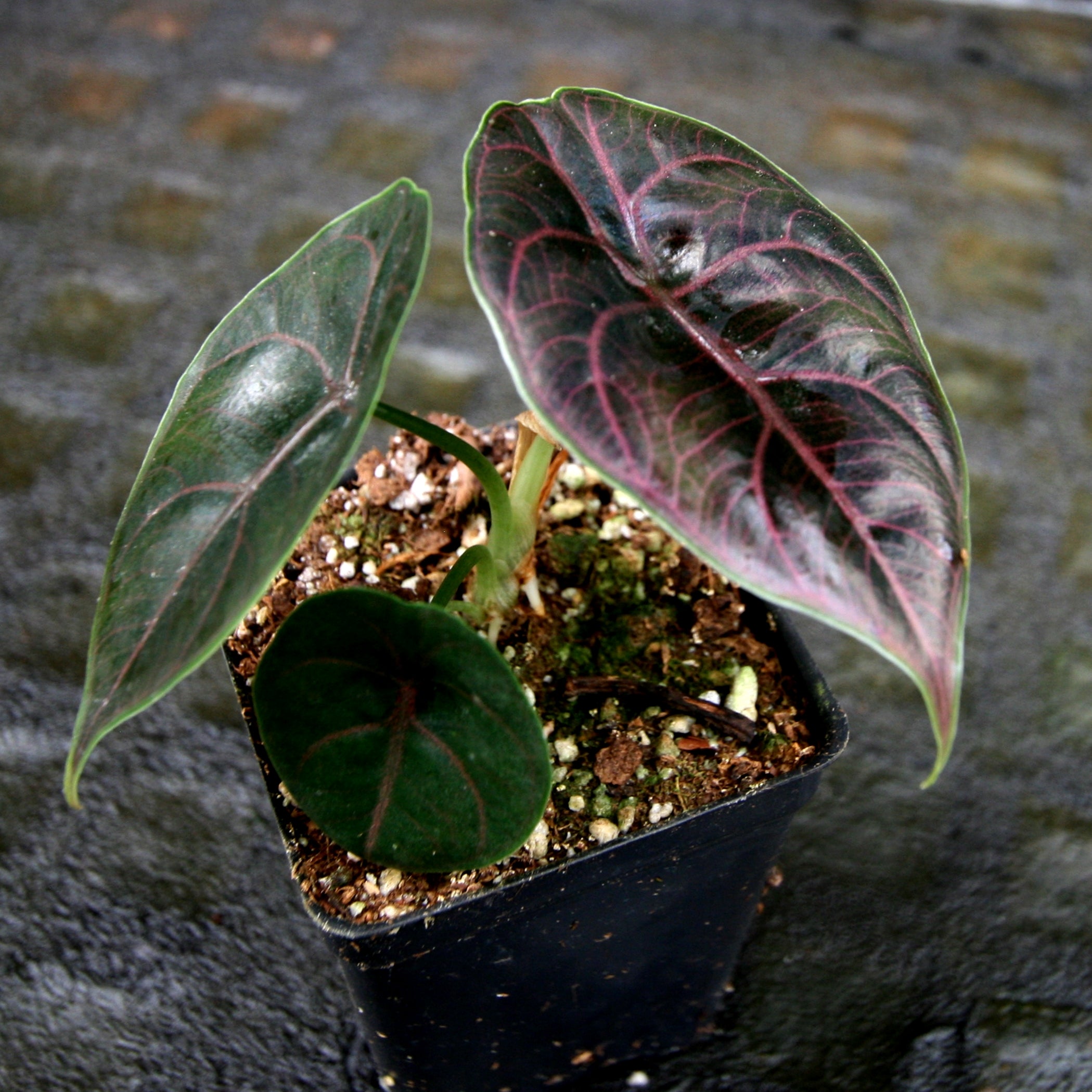 Alocasia azlanii, Jewel Alocasia – Carnivero