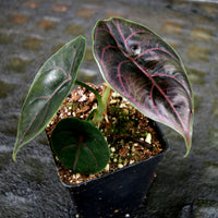 Alocasia azlanii, Jewel Alocasia