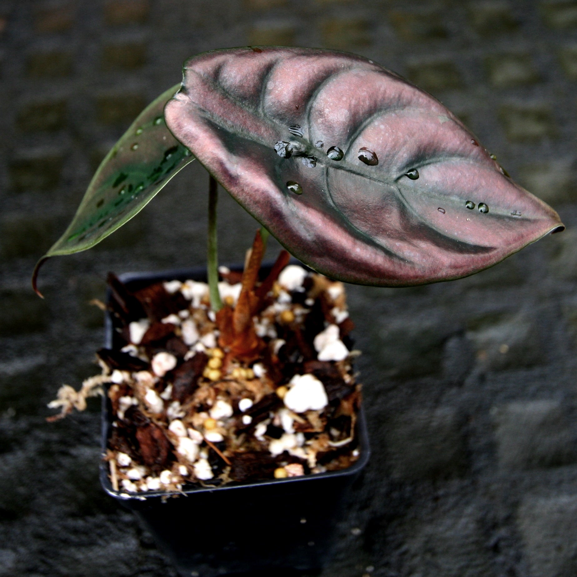 Alocasia cuprea 'Red Secret', Jewel Alocasia – Carnivero