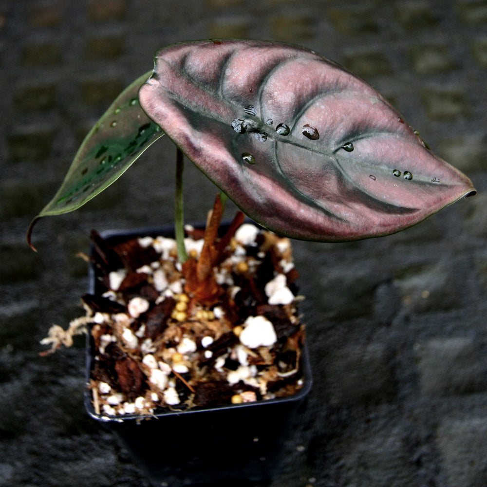
                      
                        Alocasia cuprea 'Red Secret', Jewel Alocasia
                      
                    