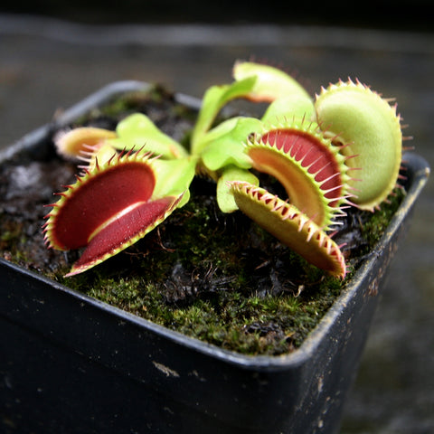 Tiger Fangs Venus flytrap with red inner traps and pale green outer lobes in a small plastic pot