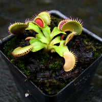Dionaea muscipula "Tiger Fangs"