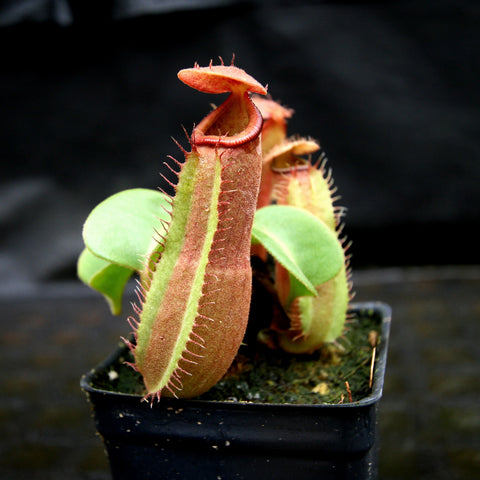 Nepenthes truncata hybrid with tall red pitcher and hairy leaf margins in a small pot