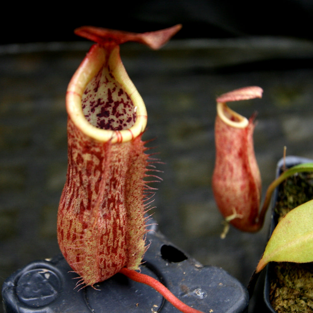 
                      
                        Nepenthes thorelii (d) x [(lowii x veitchii) x burbidgeae], CAR-0221, pitcher plant, carnivorous plant, collectors plant, large pitchers, rare plants
                      
                    