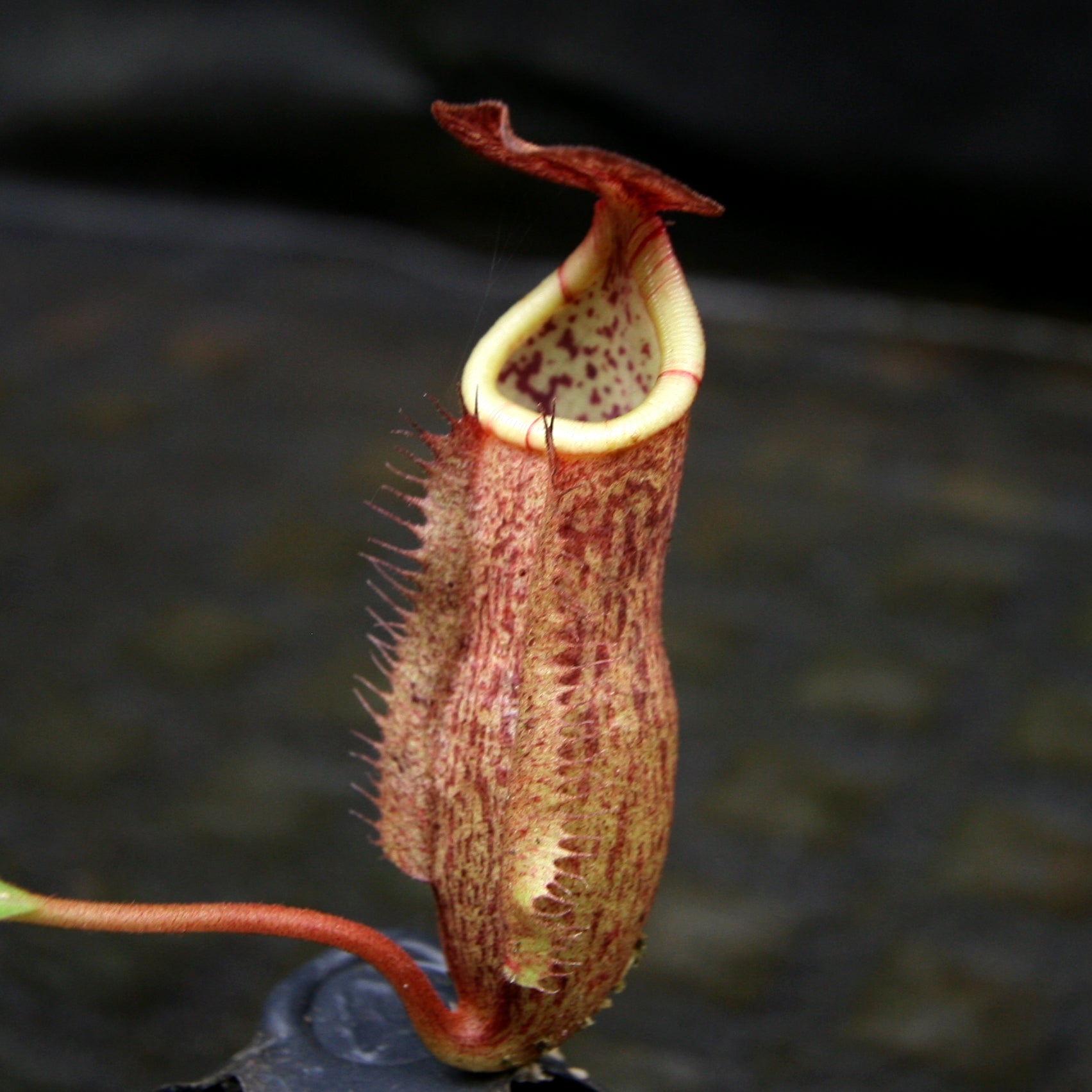 Amazon.com : QAUZUY GARDEN 100 Rare Red Nepenthes Seeds
