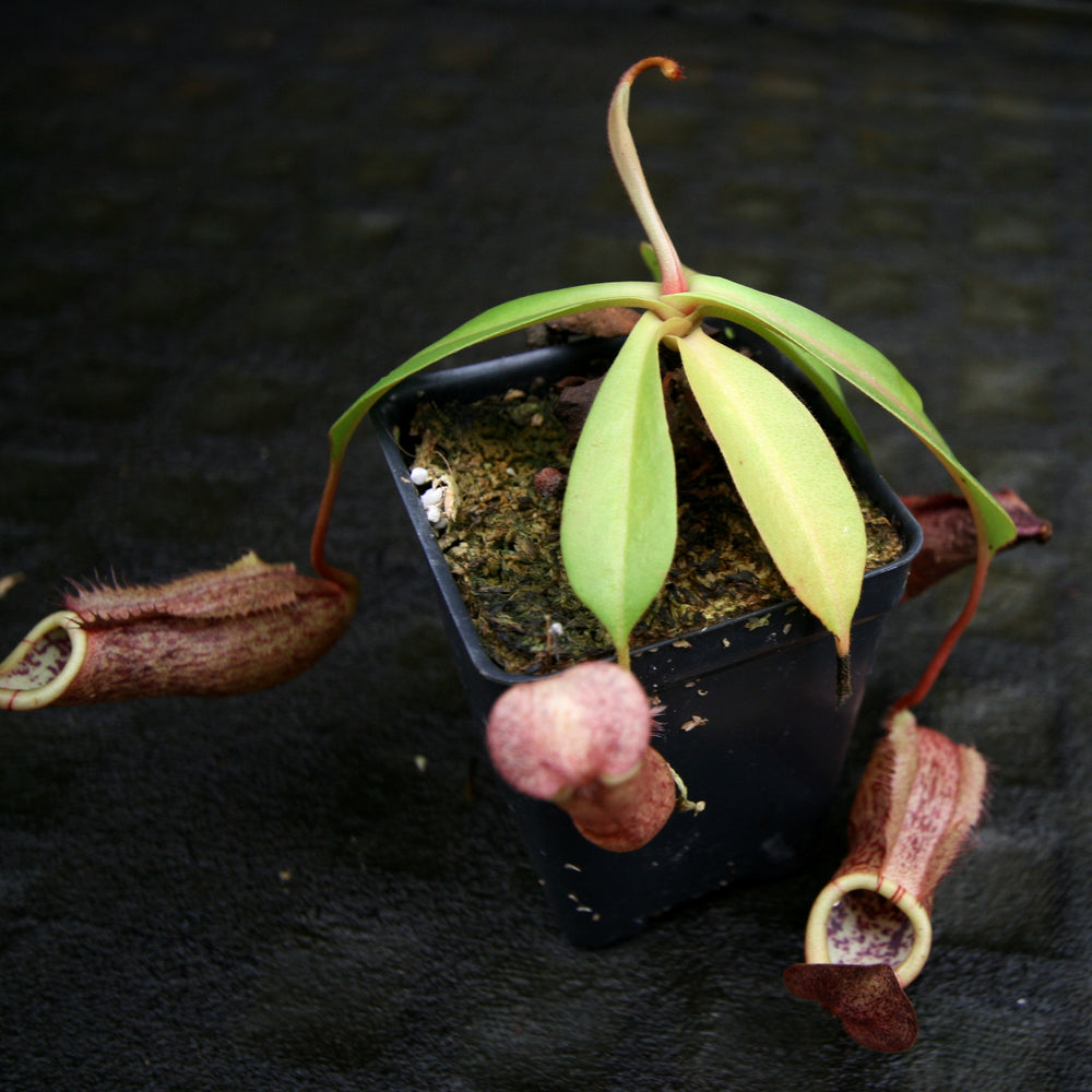 
                      
                        Nepenthes thorelii (d) x [(lowii x veitchii) x burbidgeae], CAR-0221, pitcher plant, carnivorous plant, collectors plant, large pitchers, rare plants
                      
                    