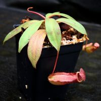 Nepenthes bokorensis