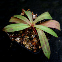 Nepenthes bokorensis