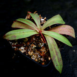 Nepenthes bokorensis