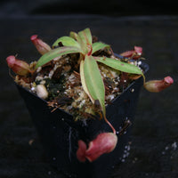 Nepenthes bokorensis