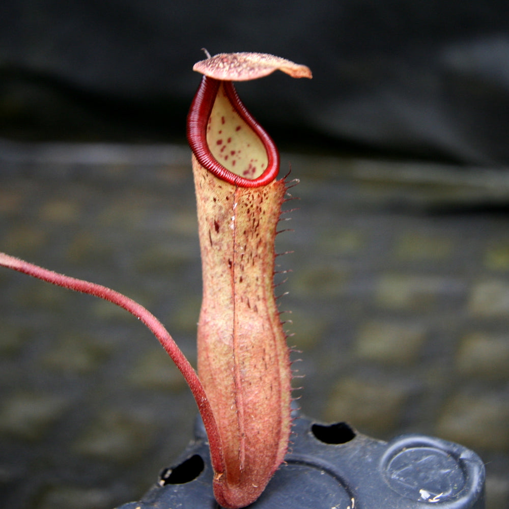 
                      
                        Nepenthes Song of Melancholy x (ventricosa x mapuluensis), CAR-0258
                      
                    
