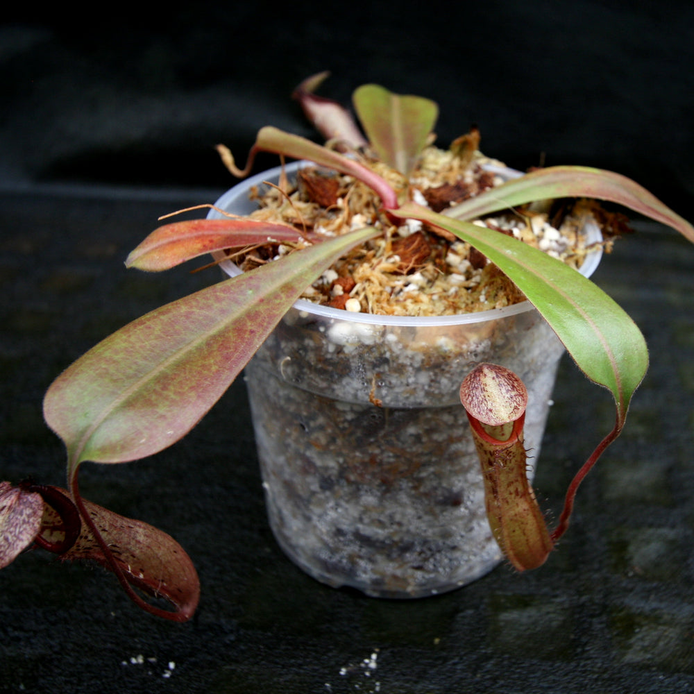 
                      
                        Nepenthes Song of Melancholy x (ventricosa x mapuluensis), CAR-0258
                      
                    
