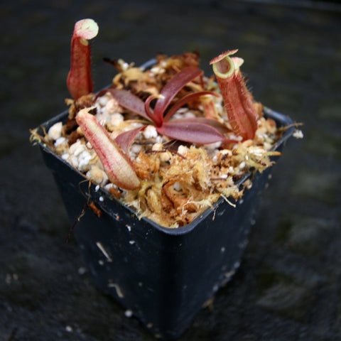 Nepenthes Song of Melancholy x ventricosa x mapuluensis plant in a small pot with multiple red pitchers and moss