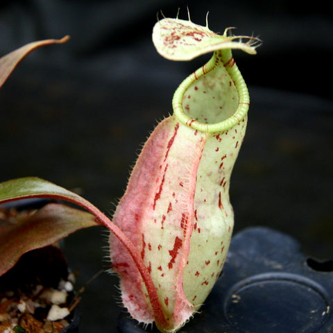 Nepenthes rafflesiana BE-3141 pitcher close-up pale green pitcher with pink blush and red speckles