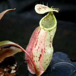 Nepenthes rafflesiana, BE-3141