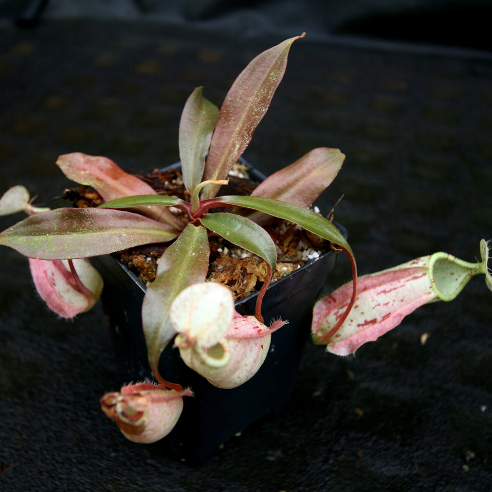 
                      
                        Nepenthes rafflesiana, BE-3141
                      
                    