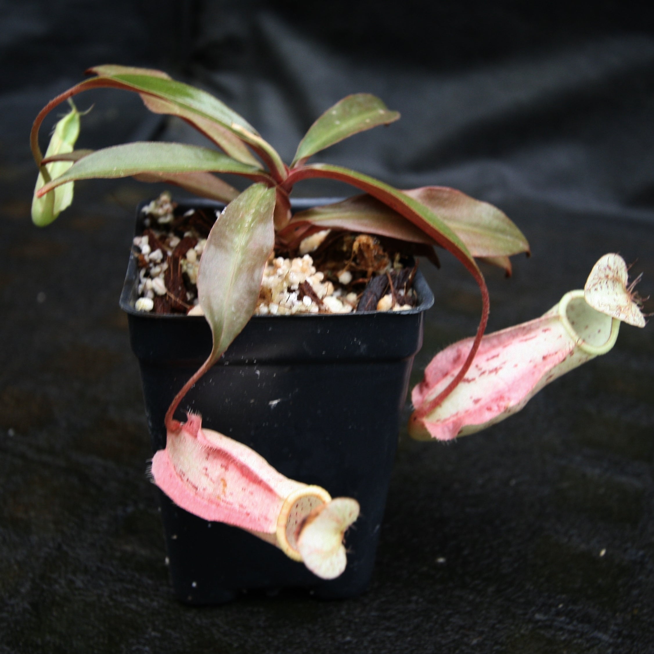 Nepenthes rafflesiana, BE-3141 – Carnivero