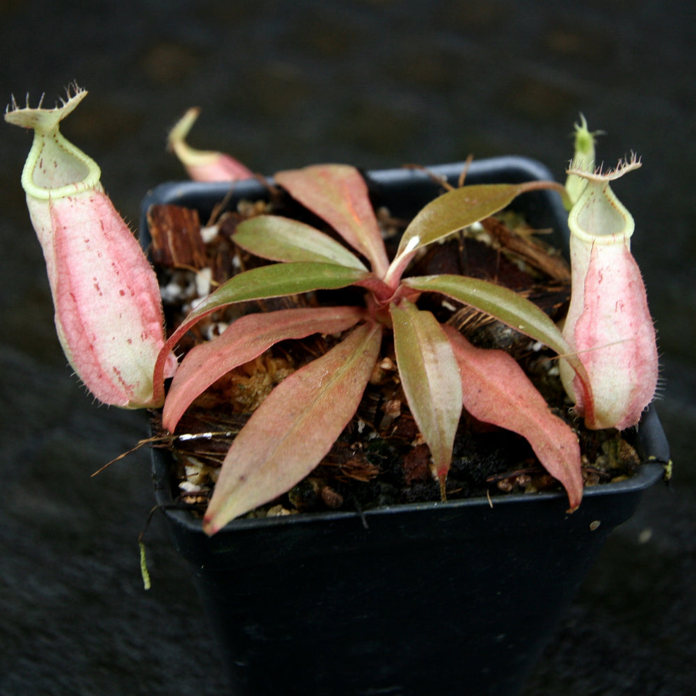 
                      
                        Nepenthes rafflesiana, BE-3141
                      
                    