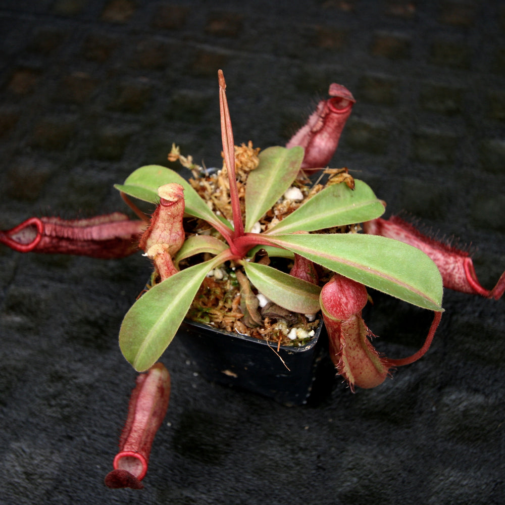 
                      
                        Nepenthes Song of Melancholy x Redonkulas, CAR-0257
                      
                    