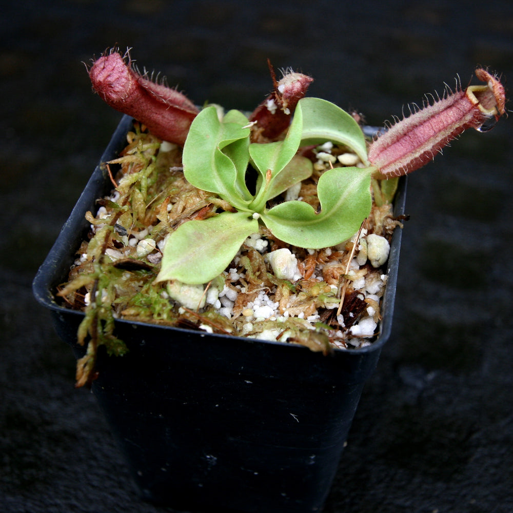 
                      
                        Nepenthes Song of Melancholy x Redonkulas, CAR-0257
                      
                    