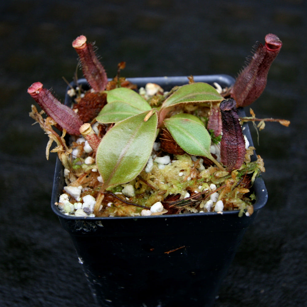 
                      
                        Nepenthes Song of Melancholy x Redonkulas, CAR-0257
                      
                    