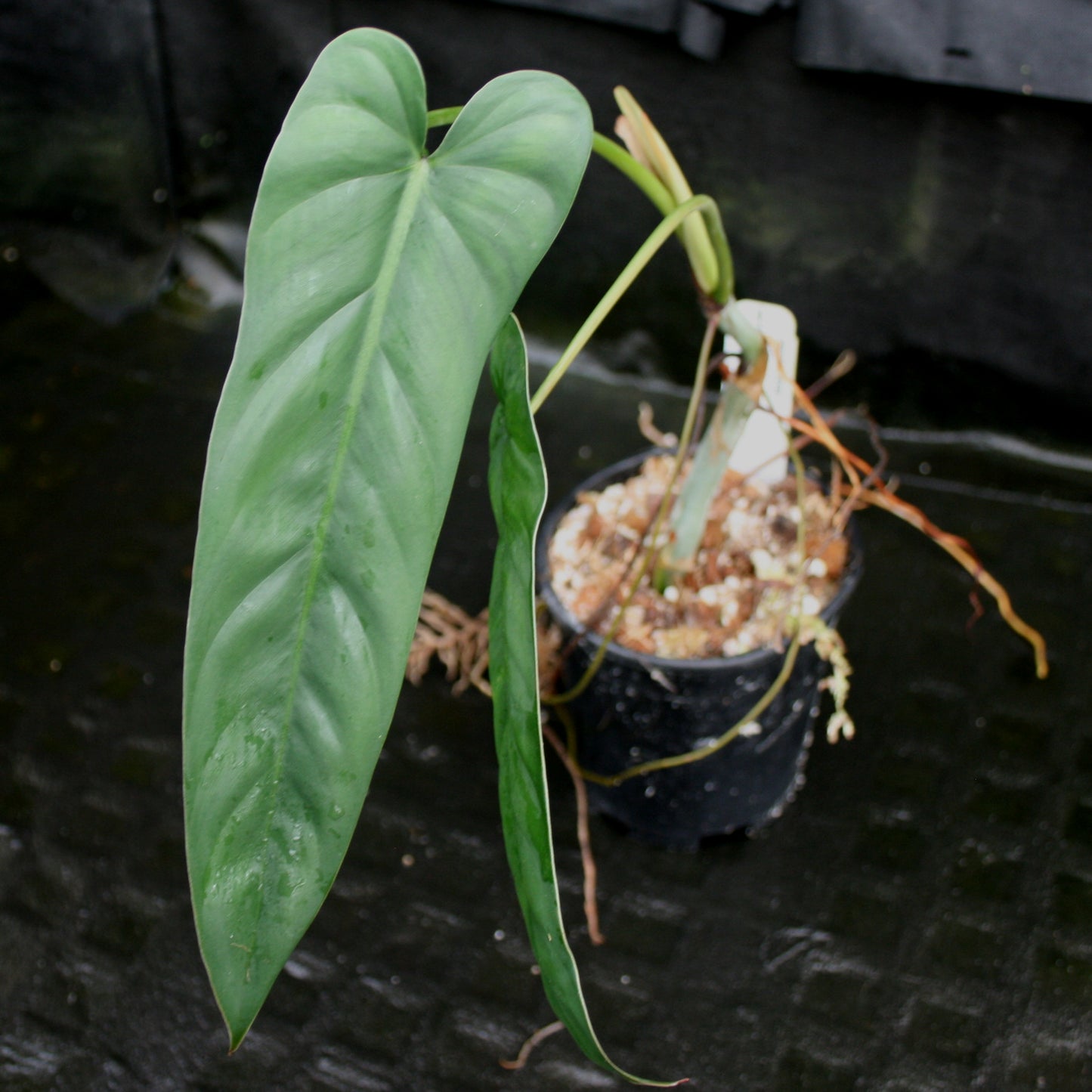 philodendron sp macas Philodendron dolichogynium (formerly sp macas)