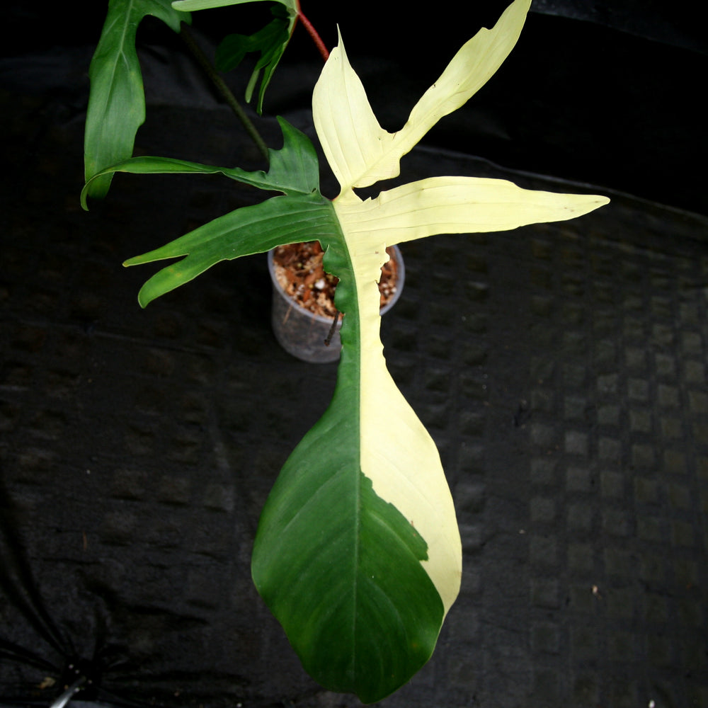 
                      
                        Philodendron 'Florida Beauty' Variegated
                      
                    