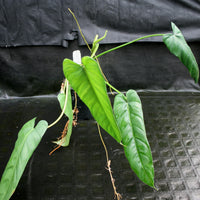 Philodendron dolichogynium (formerly sp macas)