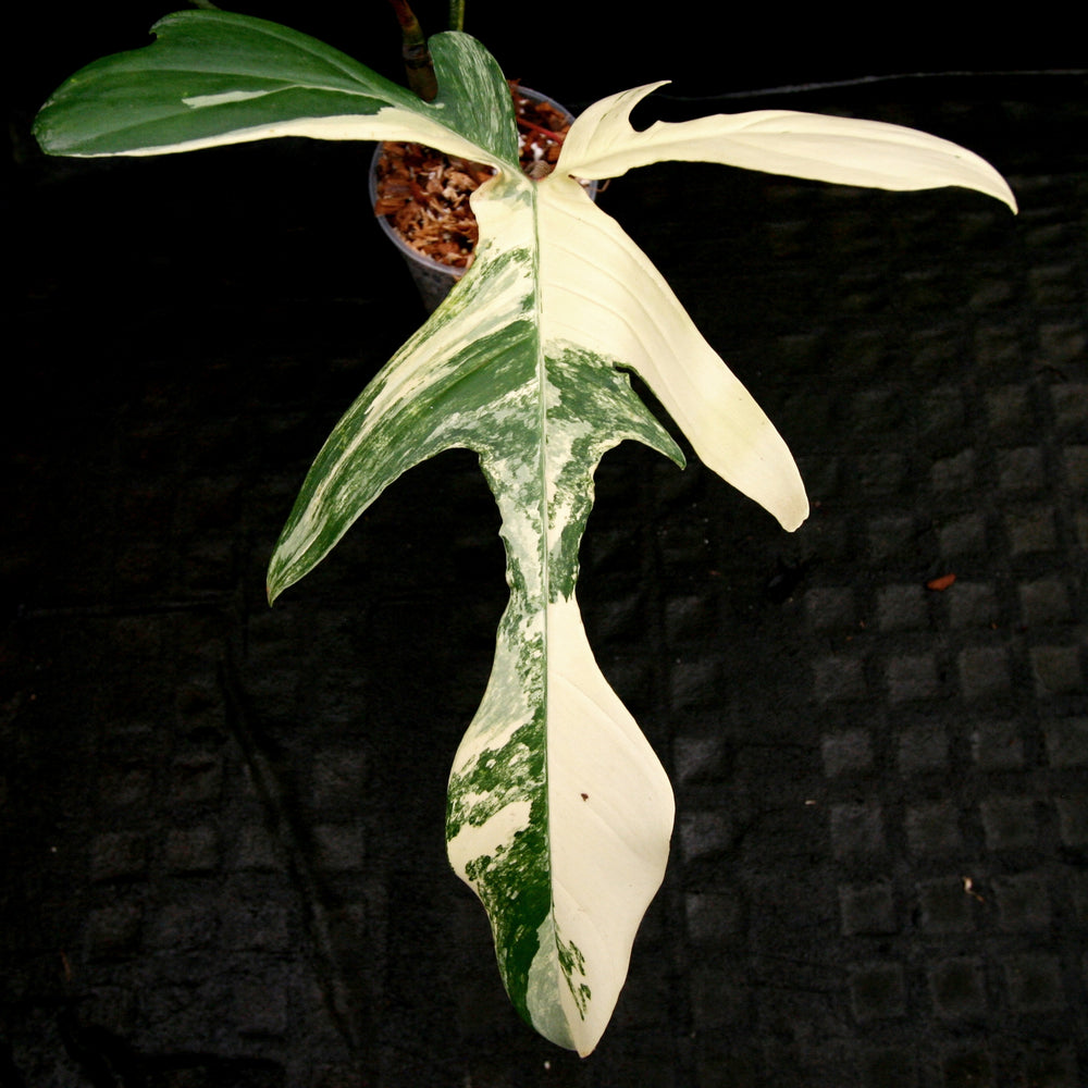 
                      
                        Philodendron 'Florida Beauty' Variegated
                      
                    
