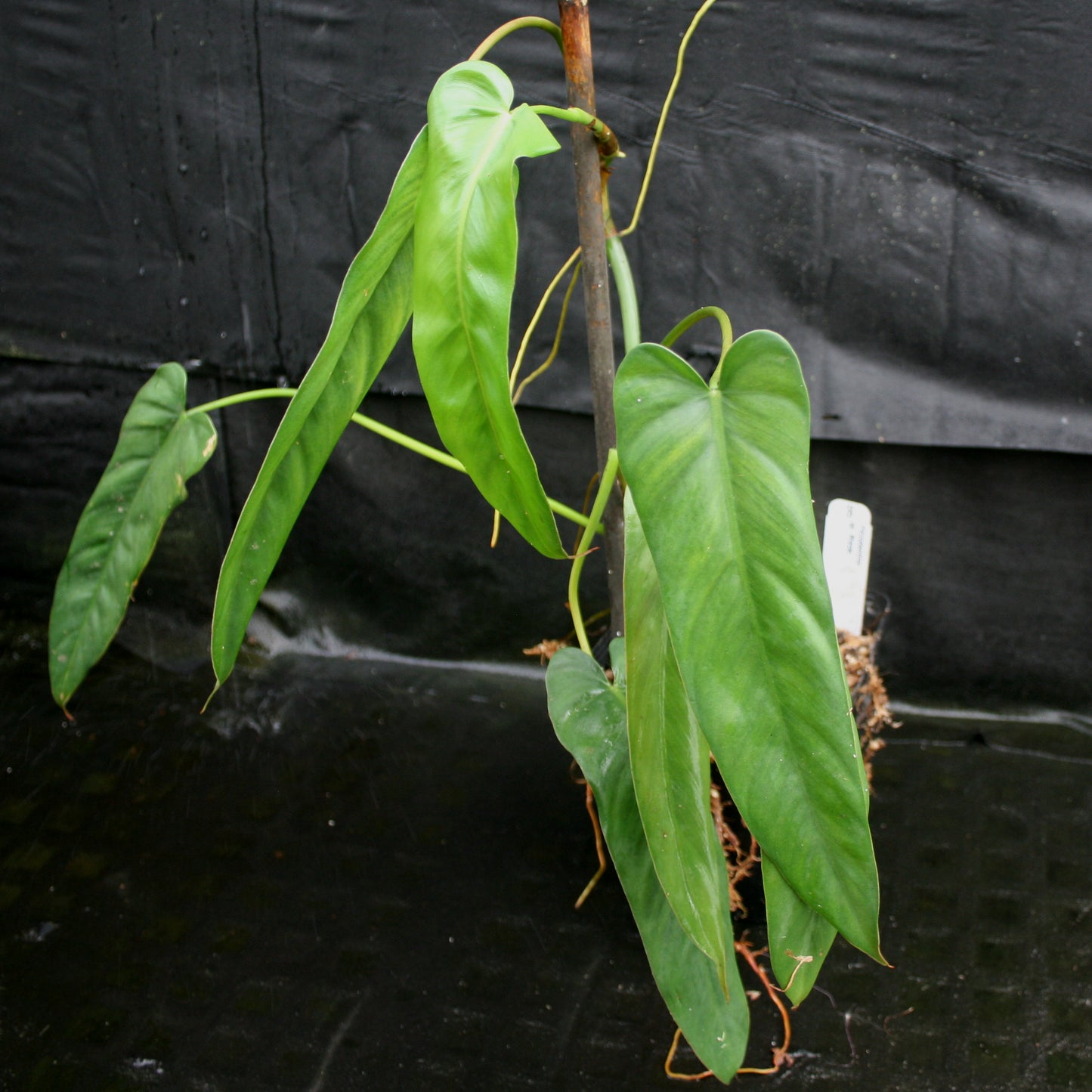 philodendron dolichogynium Philodendron dolichogynium (formerly sp macas)