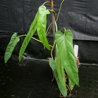 Philodendron dolichogynium (formerly sp macas)