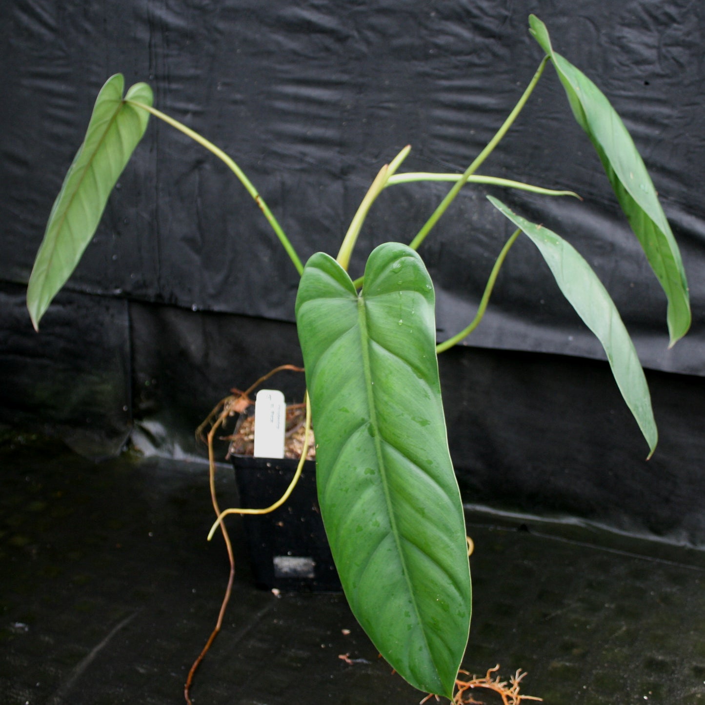 philodendron elongate Philodendron dolichogynium (formerly sp macas)