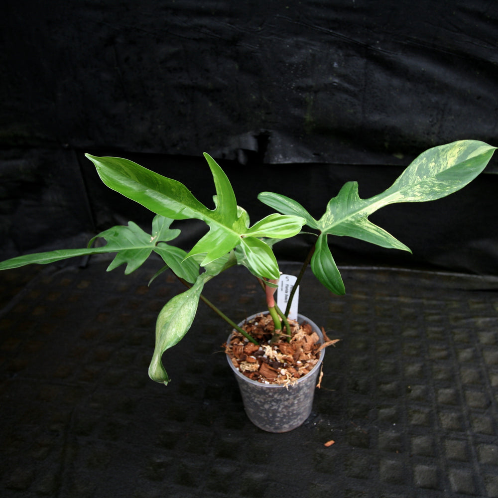 
                      
                        Philodendron 'Florida Beauty' Variegated
                      
                    