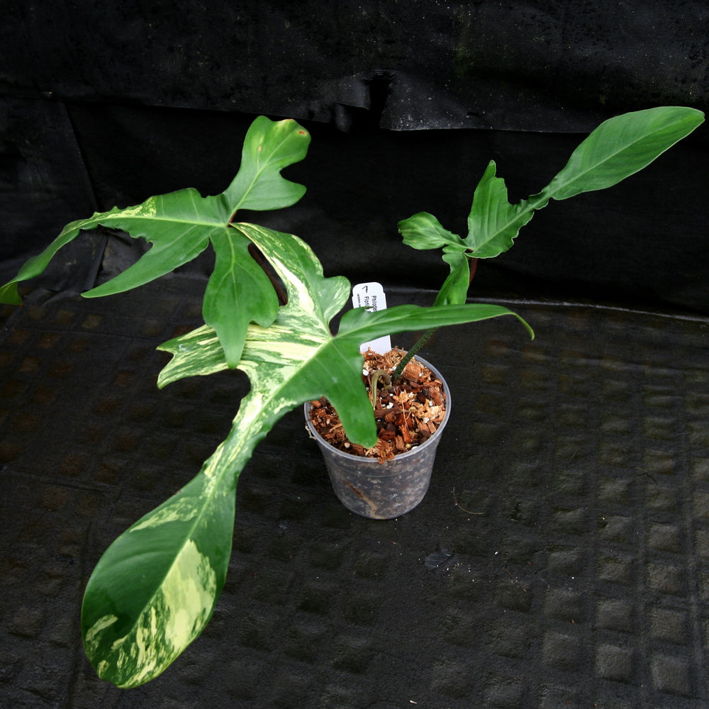 
                      
                        Philodendron 'Florida Beauty' Variegated
                      
                    