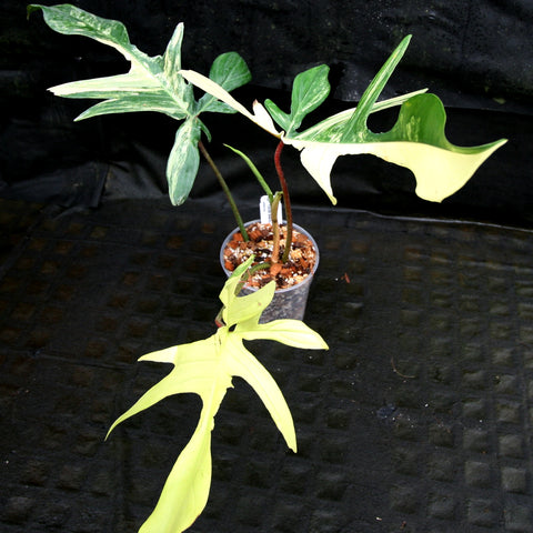 Variegated Philodendron Florida Beauty with green and creamy white leaves in a small pot
